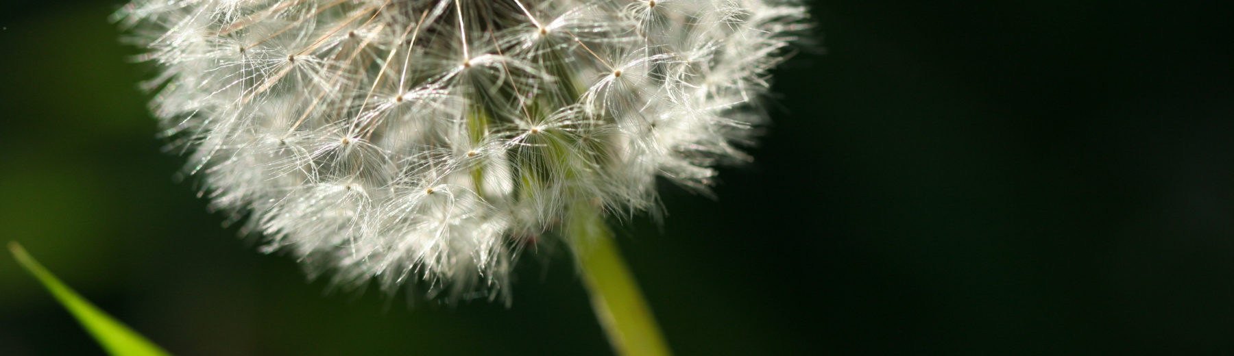 Dandelion Therapy