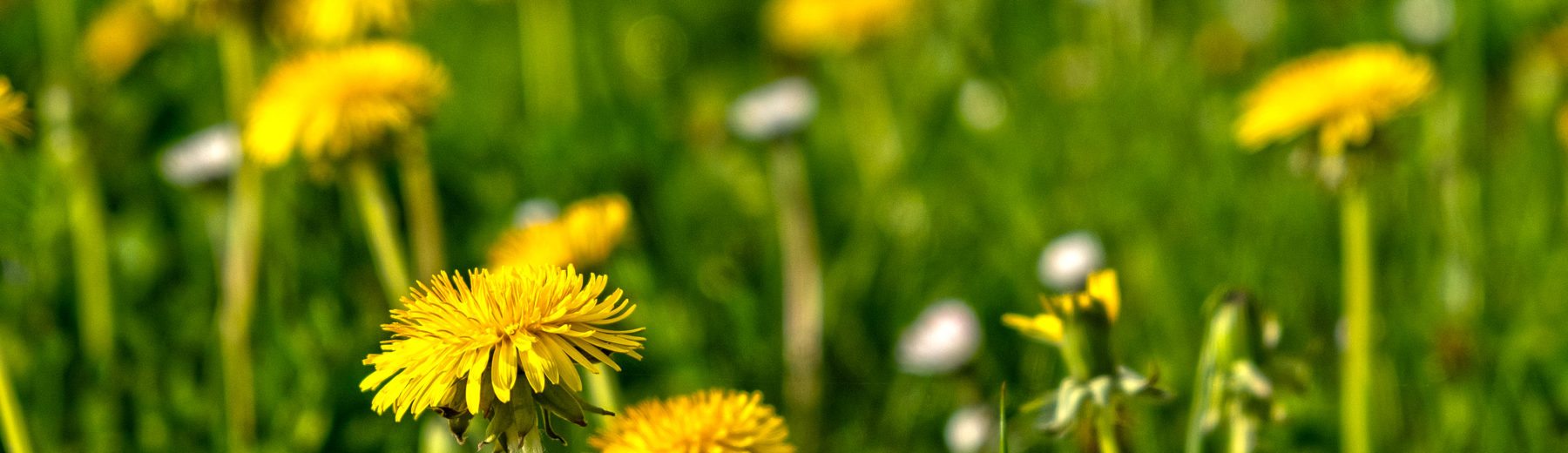 Dandelion Therapy